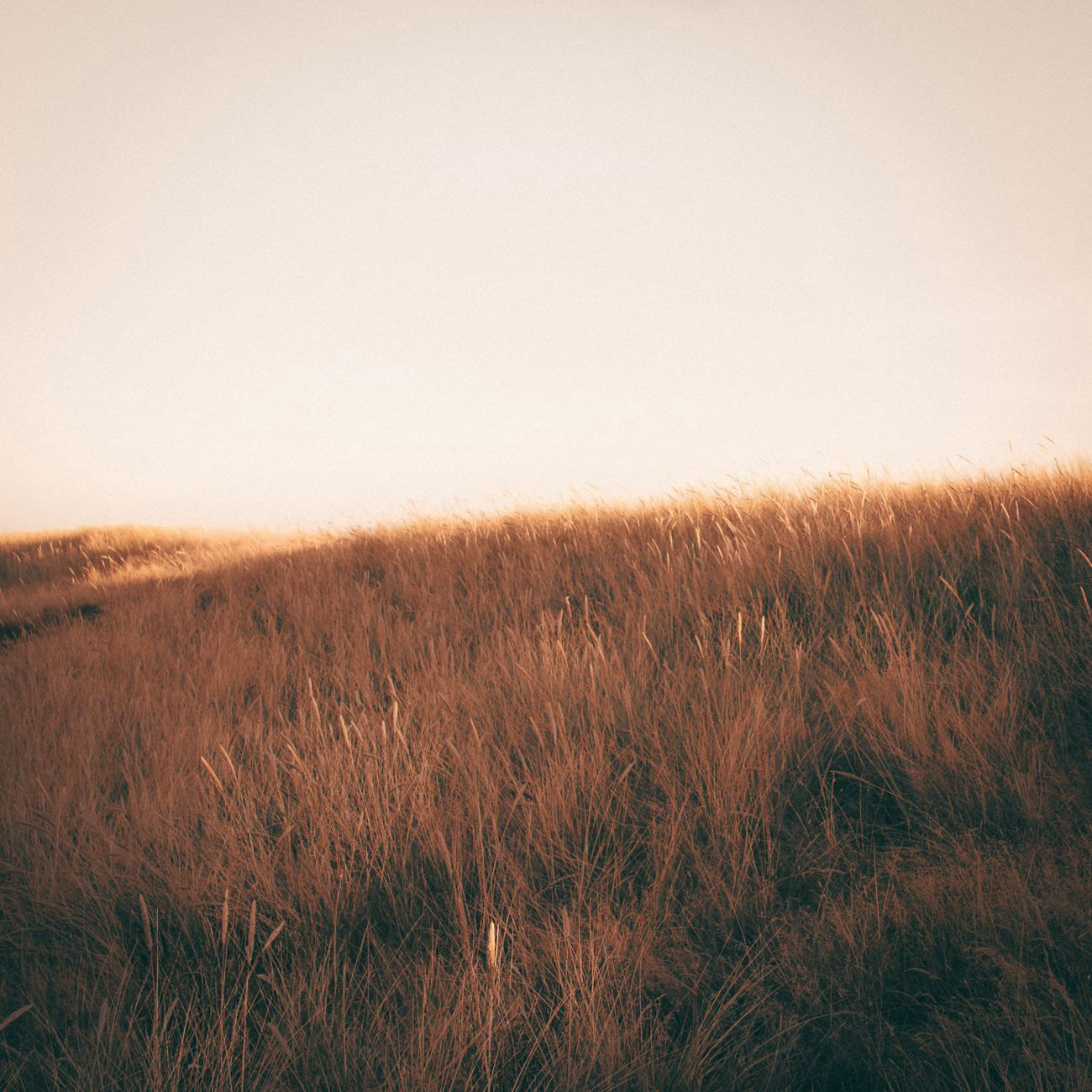 A serene grassy field at golden hour under a clear sky
